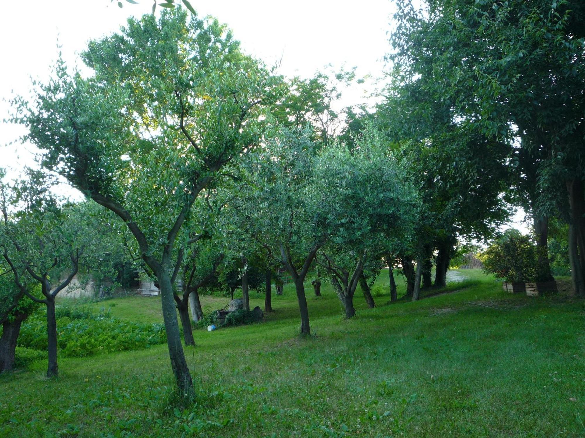 Agriturismo Lupo Bianco Monzambano Extérieur photo