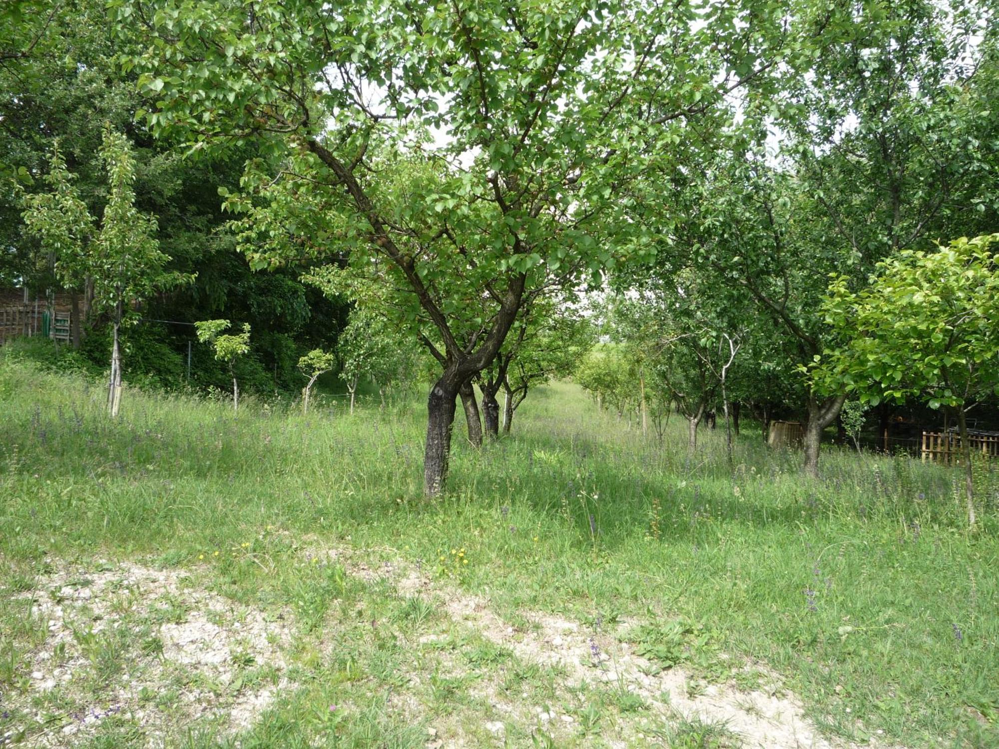Agriturismo Lupo Bianco Monzambano Extérieur photo